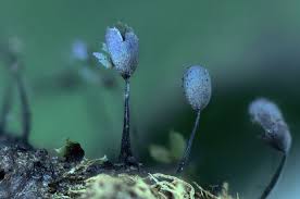 Attēlu rezultāti vaicājumam “Lamproderma pulchellum macro”