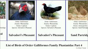 Attēlu rezultāti vaicājumam “Galliformes”