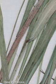 Attēlu rezultāti vaicājumam “Festuca altissima flower”