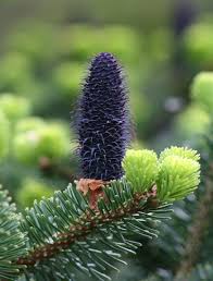 Attēlu rezultāti vaicājumam “Abies mariesii”