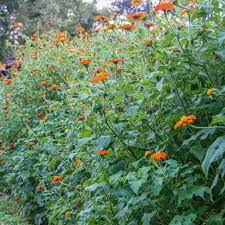 Image result for Tithonia rotundifolia