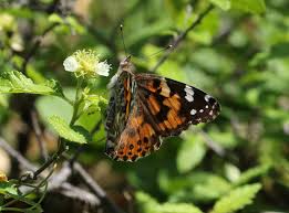 Attēlu rezultāti vaicājumam “Vanessa cardui upperside”