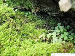 Attēlu rezultāti vaicājumam “Platydictya jungermannioides”