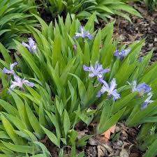 Image result for Iris