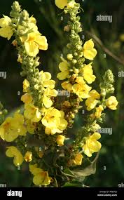 Attēlu rezultāti vaicājumam “Verbascum densiflorum flower”