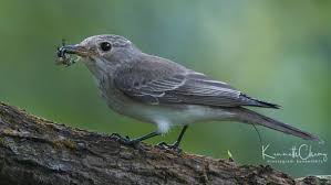 Attēlu rezultāti vaicājumam “Muscicapa striata juvenile”