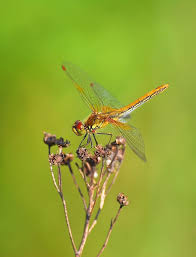 Attēlu rezultāti vaicājumam “Sympetrum flaveolum”