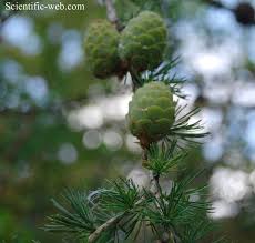 Attēlu rezultāti vaicājumam “Larix decidua var. polonica”