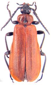 Attēlu rezultāti vaicājumam “Schizotus pectinicornis”