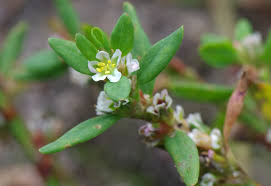 Attēlu rezultāti vaicājumam “Polygonum arenastrum flower”