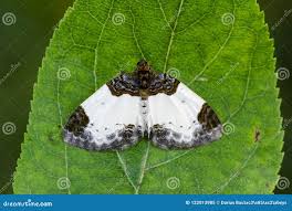 Attēlu rezultāti vaicājumam “Mesoleuca albicillata”