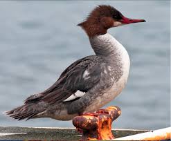 Attēlu rezultāti vaicājumam “Mergus merganser female”