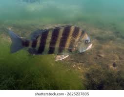 Image result for Archosargus probatocephalus