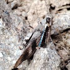 Attēlu rezultāti vaicājumam “Oedipoda caerulescens”