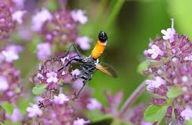 Attēlu rezultāti vaicājumam “Alloeotomus sp.”