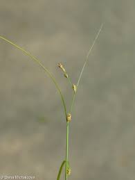 Attēlu rezultāti vaicājumam “Carex remota fruit”