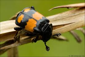 Attēlu rezultāti vaicājumam “Nicrophorus vespilloides”