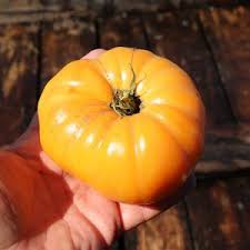 Afbeeldingsresultaat voor amana orange beefsteak tomato