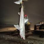 Image result for South Axholme Sharks Asc