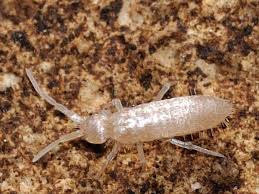 Attēlu rezultāti vaicājumam “Heteromurus nitidus”