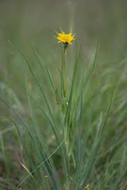Attēlu rezultāti vaicājumam “Tragopogon pratensis subsp. pratensis leaf”