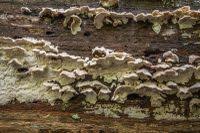 Attēlu rezultāti vaicājumam “Postia undosa”