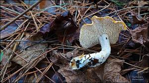 Attēlu rezultāti vaicājumam “Hydnum rufescens”