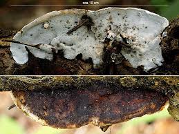 Attēlu rezultāti vaicājumam “Skeletocutis nivea”