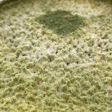 Attēlu rezultāti vaicājumam “Dianema depressum spores”