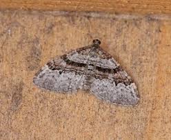 Attēlu rezultāti vaicājumam “Xanthorhoe designata”