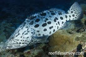 Image result for Epinephelus tukula