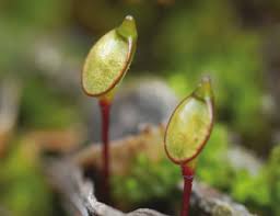 Attēlu rezultāti vaicājumam “Buxbaumia aphylla sporophyte”