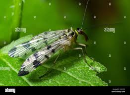 Attēlu rezultāti vaicājumam “Panorpa communis”