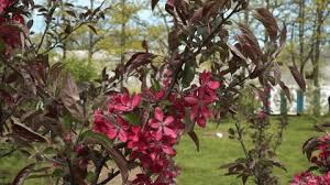 Attēlu rezultāti vaicājumam “Malus purpurea leaf”