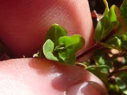 Attēlu rezultāti vaicājumam “Physarum obscurum”