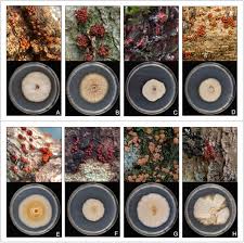 Attēlu rezultāti vaicājumam “Nectria sp., Neonectria sp.”