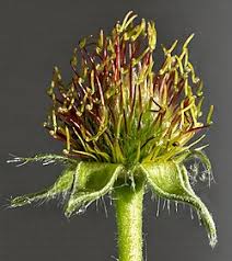 Image result for Geum urbanum