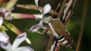 Attēlu rezultāti vaicājumam “Hyles gallii”
