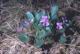 Attēlu rezultāti vaicājumam “Viola sororia”