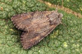 Attēlu rezultāti vaicājumam “Lacanobia suasa”