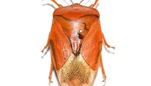 Attēlu rezultāti vaicājumam “Heteroptera”