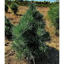 Attēlu rezultāti vaicājumam “Pinus sylvestris var. borussica”