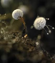 Attēlu rezultāti vaicājumam “Didymium verrucisporum macro”