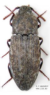 Attēlu rezultāti vaicājumam “Agrypnus murinus”