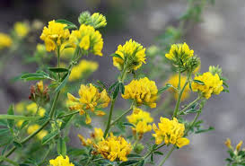 Attēlu rezultāti vaicājumam “Medicago sativa subsp. falcata bud”