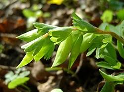 Attēlu rezultāti vaicājumam “Corydalis intermedia fruit”