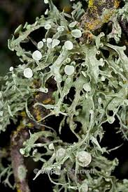 Attēlu rezultāti vaicājumam “Ramalina calicaris”