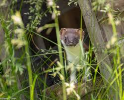 Attēlu rezultāti vaicājumam “Mustela erminea adult”