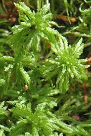 Attēlu rezultāti vaicājumam “Sphagnum girgensohnii”