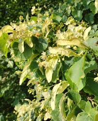 Attēlu rezultāti vaicājumam “Tilia cordata flower”